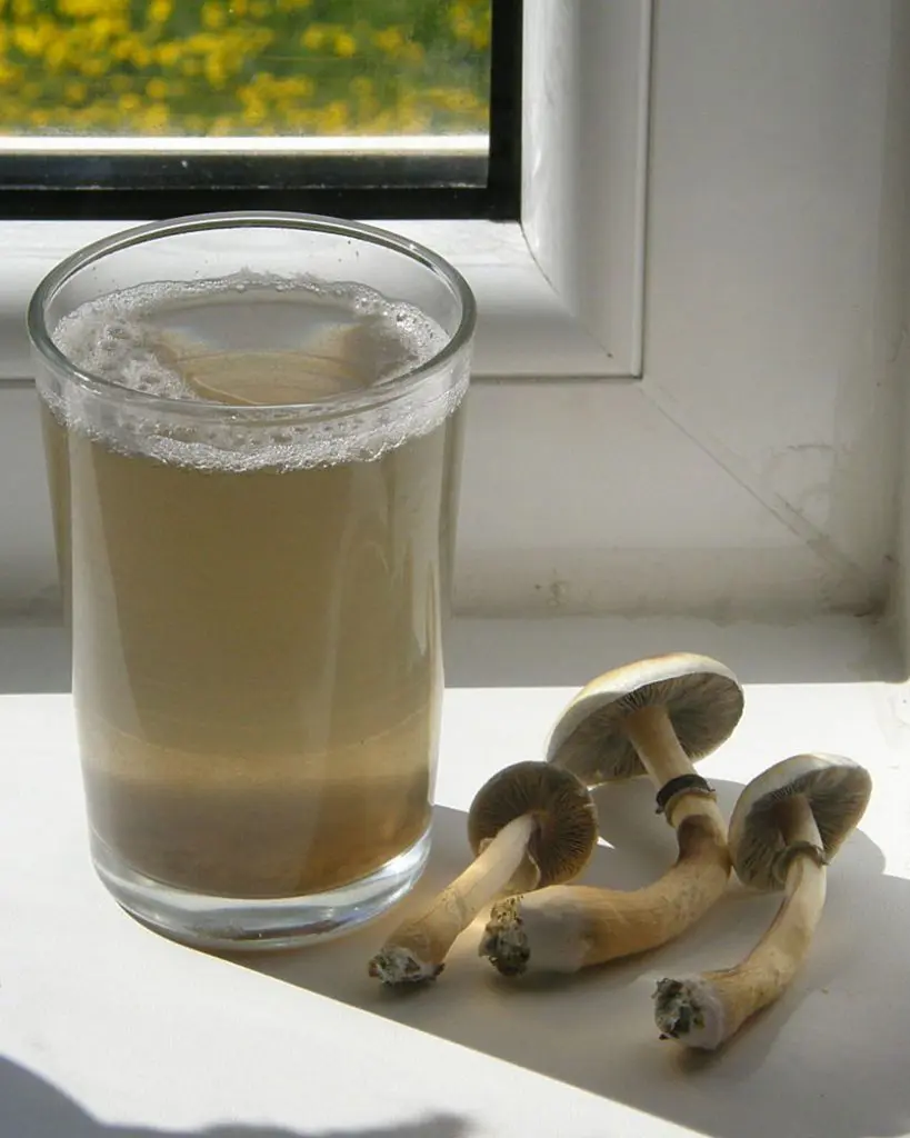 How to Make Shroom Tea