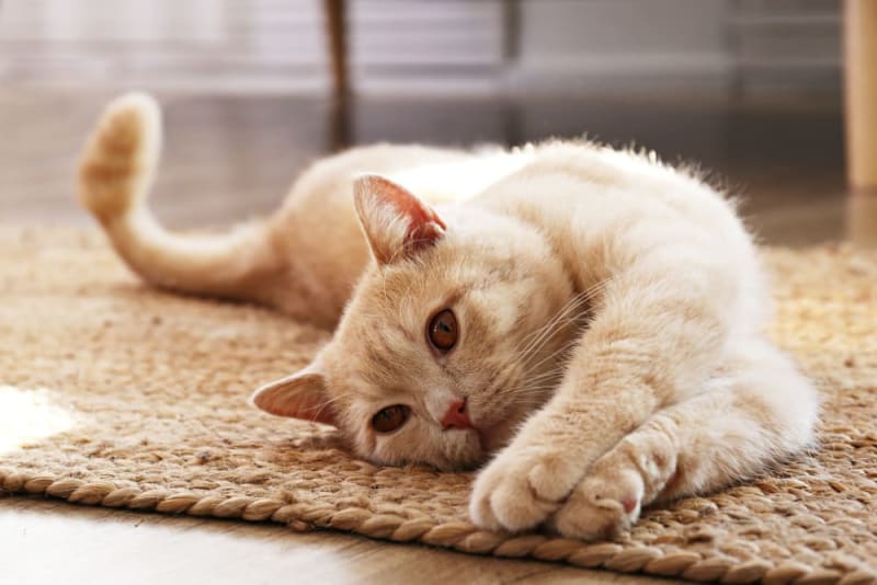 How Often Do You Take a Cat to the Vet?