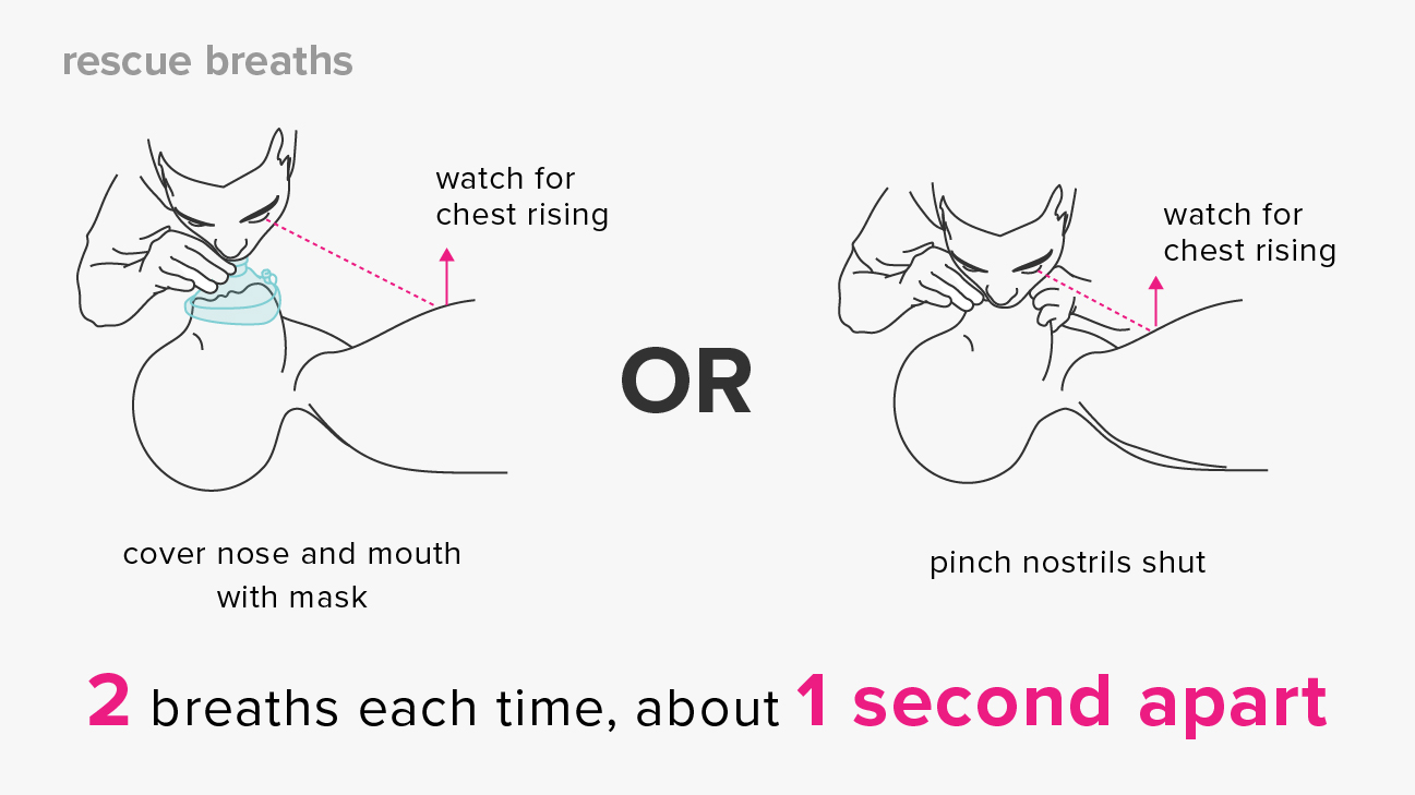 How to Do CPR