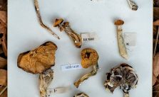 How Long Do Mushrooms Take to Kick in